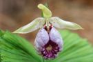 Cypripedium japonicum